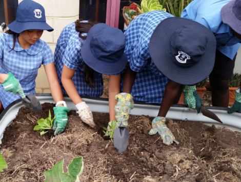 Students planting Vegetables